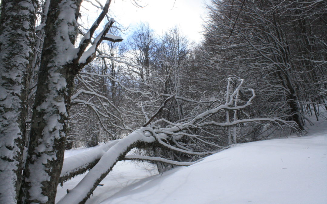 8 Dicembre: La scoperta della prima neve